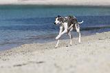 WHIPPET 224